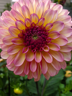 Dahlia: Foxy Lady