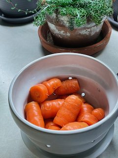 Leftover carrot seed overwintered into a kinda harvest!