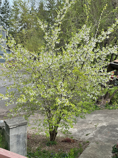 My damson tree in flower
