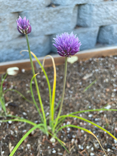 Chives