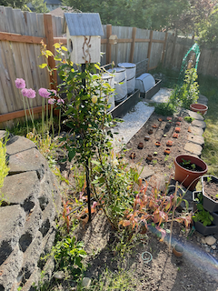 Early garden
