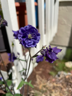 Columbines