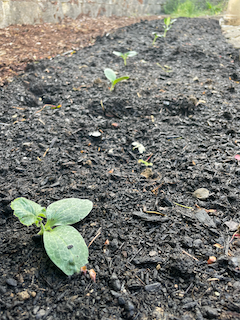 Baby zukes