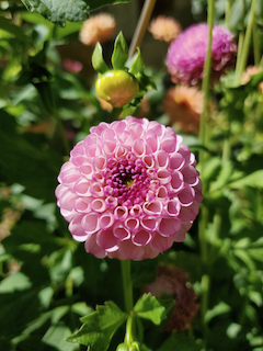 Pompom dahlias are pretty cute: Zippity Do