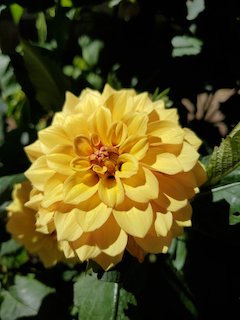 Dahlia: Lucky