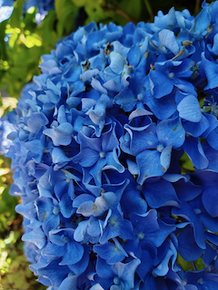 Hydrangeas turn blue in acidic soil and I have very acidic soil.