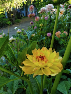 Dahla: Garden Time