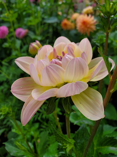 Dahlia: Bliss