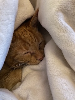 cutie cat on a cold morning