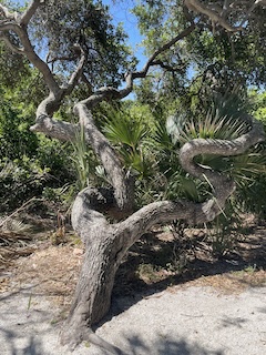 Florida wind