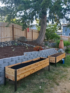 The bed, which I carved out of clay, hosts the lavender I grew from cuttings. The raised beds are new this weekend, only had the energy to fill one of them, also managed to pop my knee really badly. Idiot.