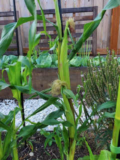 Corn check!