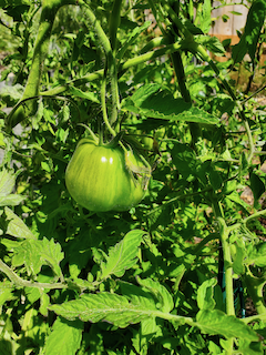 Tomato, green