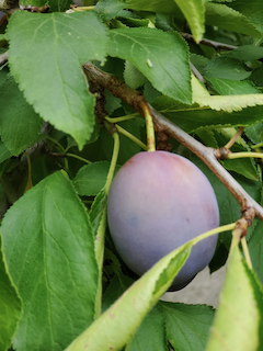 Plum: Week of August 9