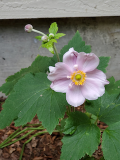A beautiful and mysterious weed
