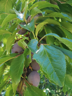 So many plums