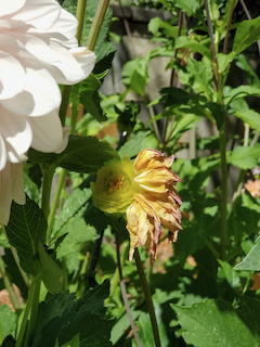 Dahlias are beautiful even when undressed