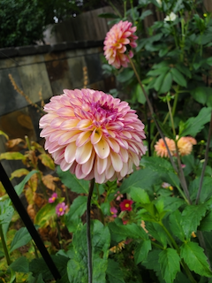 Dahlia: Foxy Lady
