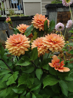 Dahlia: Nicholas
