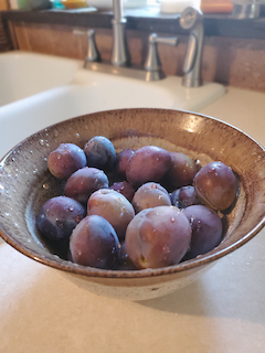 Plum season has officially begun!