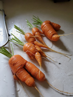 Disappointing carrot men