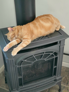 The cat doesnt care