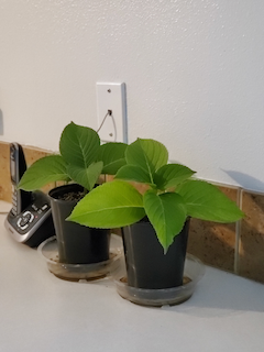 Two hydrangea cuttings for the back yard