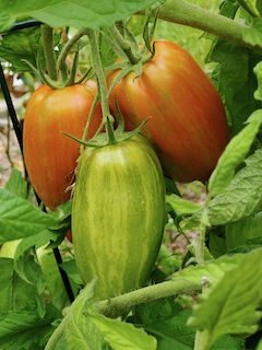 Are those really... Tomatoes?