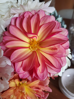 Dahlia: Rawhide