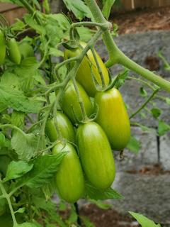 Cluster of tomatoes like grapes