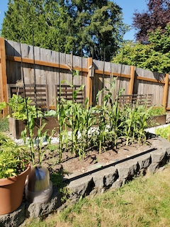 Miniature Corn Field