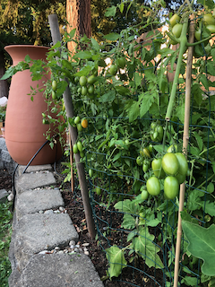 Had to cage up the tomato monsters