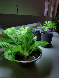 Herb garden but with whole head of lettuce