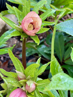 Helebore! Christmas rose.