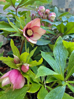 More Helebore! Christmas rose.